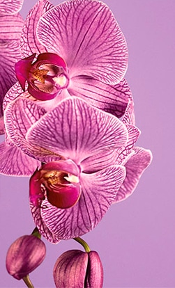 Radiant Orchid